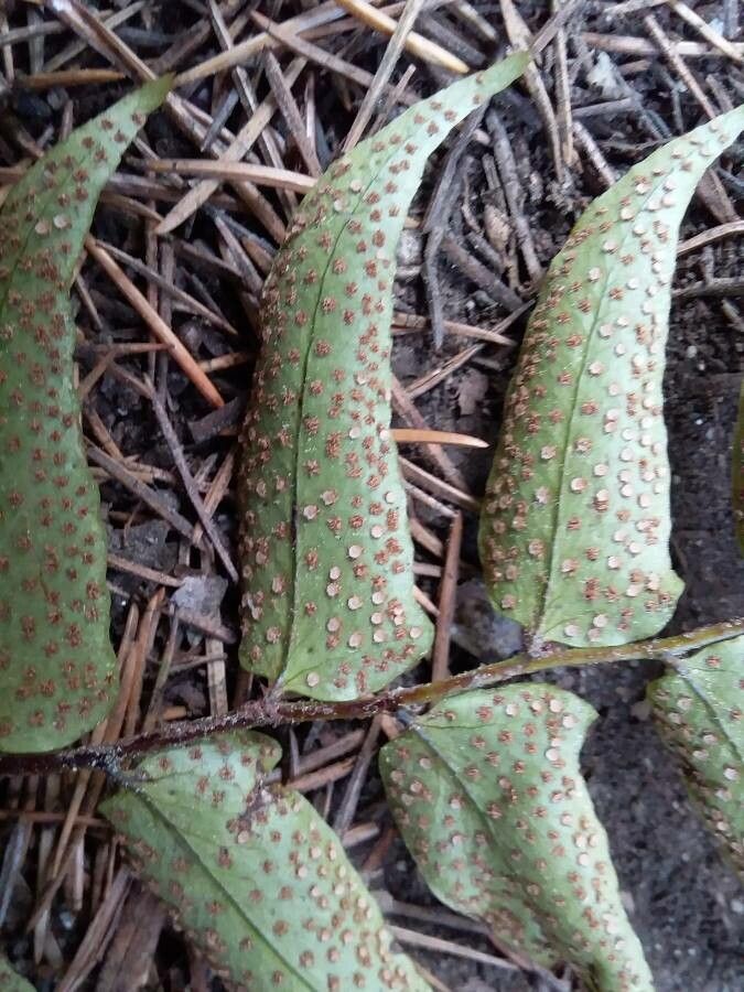Cyrtomium fortunei fruit