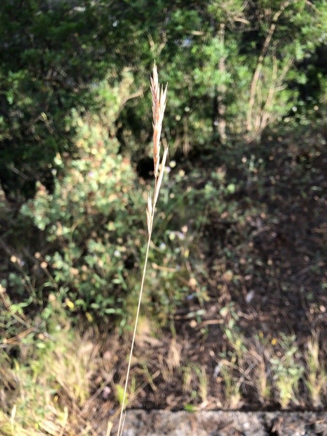 Brachypodium phoenicoides flower