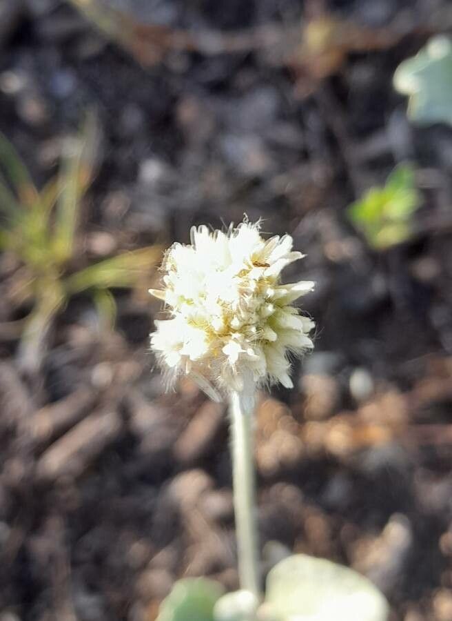 Pfaffia gnaphalioides flower