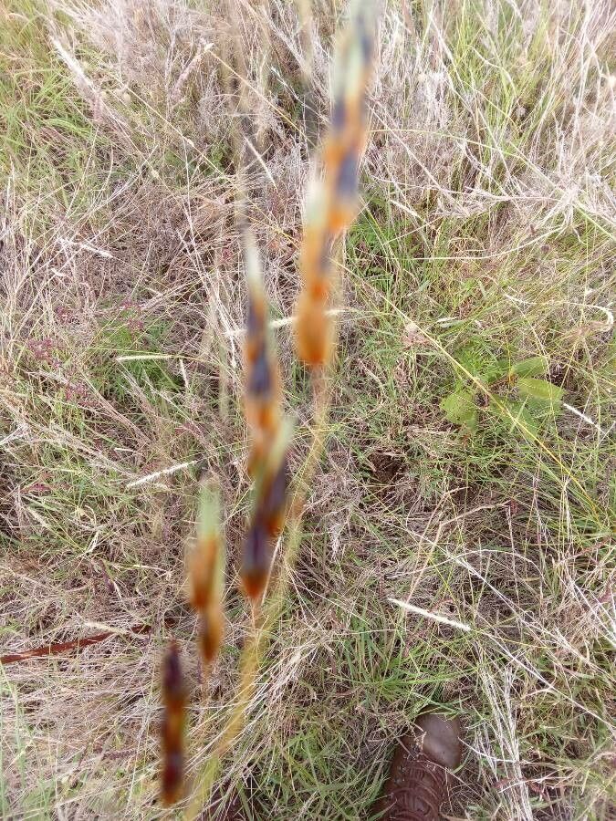 Sorghum purpureosericeum flower