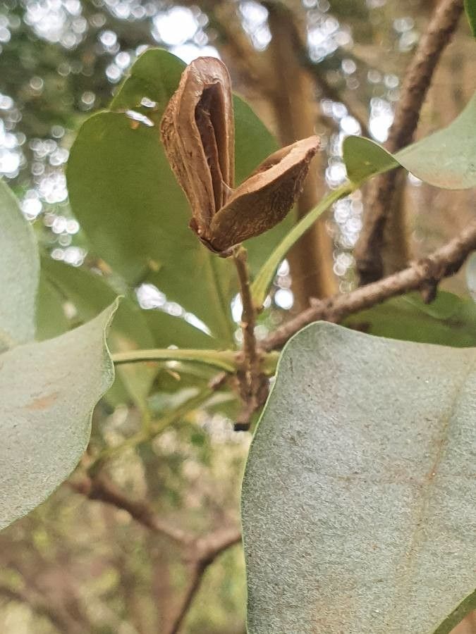 Schrebera alata fruit