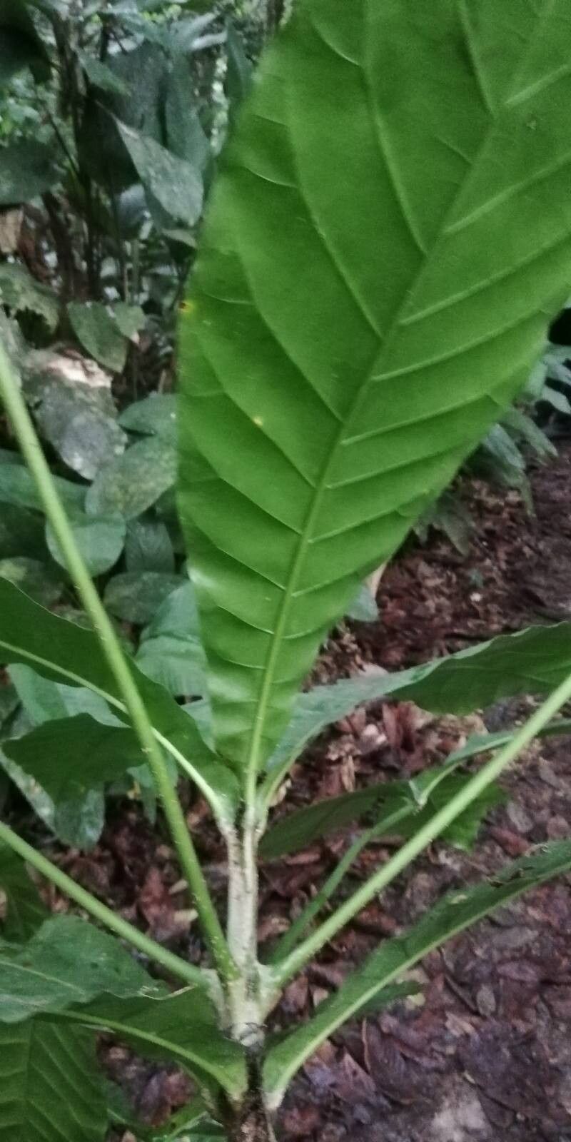 Schumanniophyton magnificum — related species from the same genus