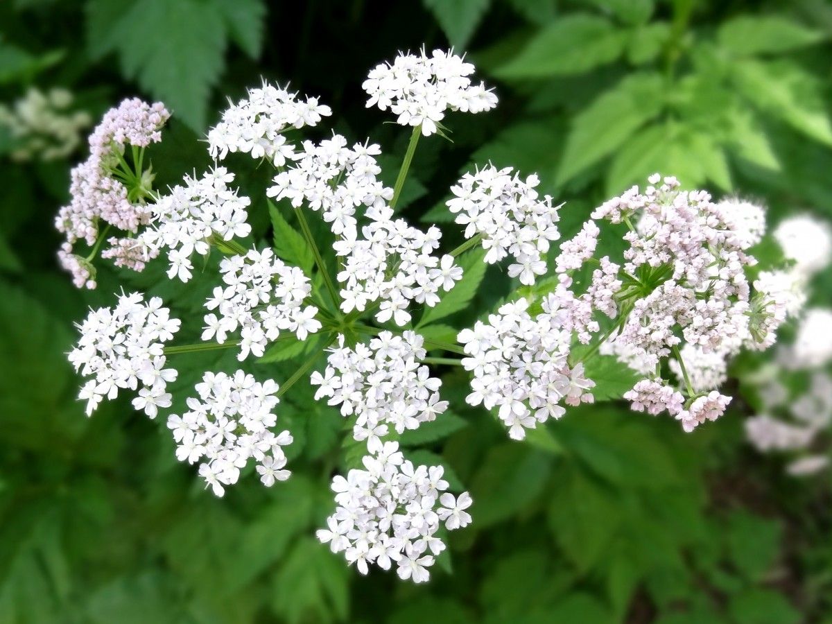 Aegopodium alpestre flower