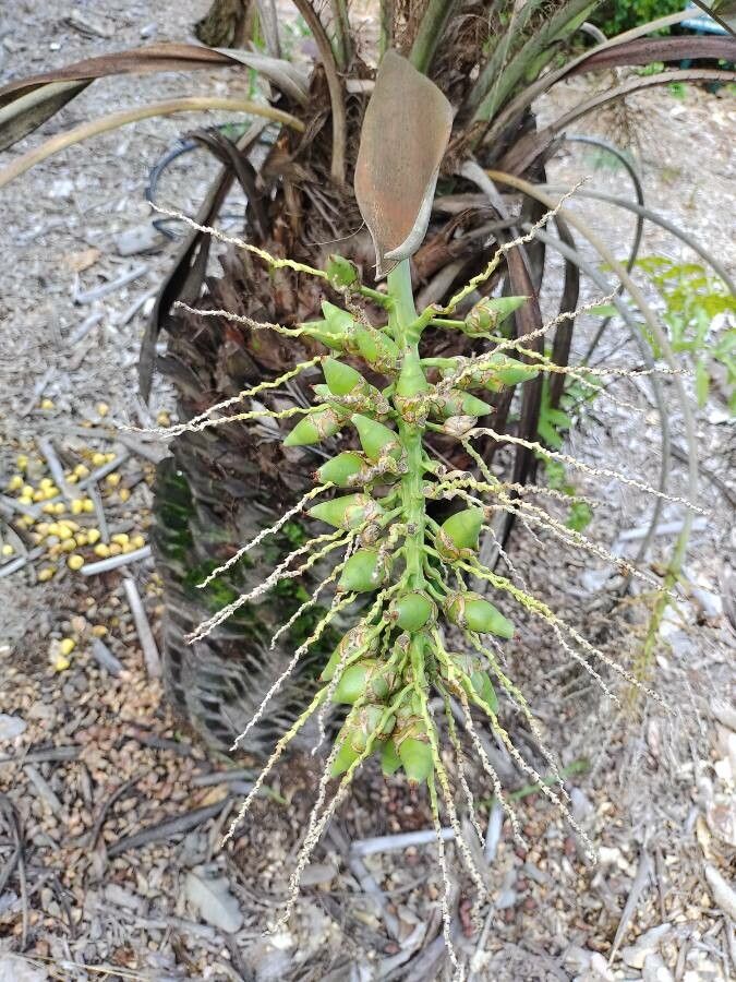 Butia paraguayensis fruit