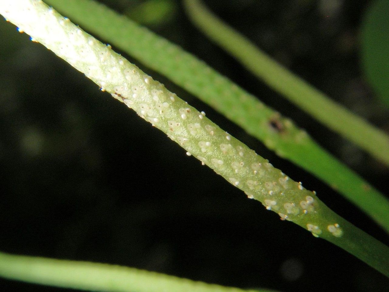 Peperomia vueltasana bark