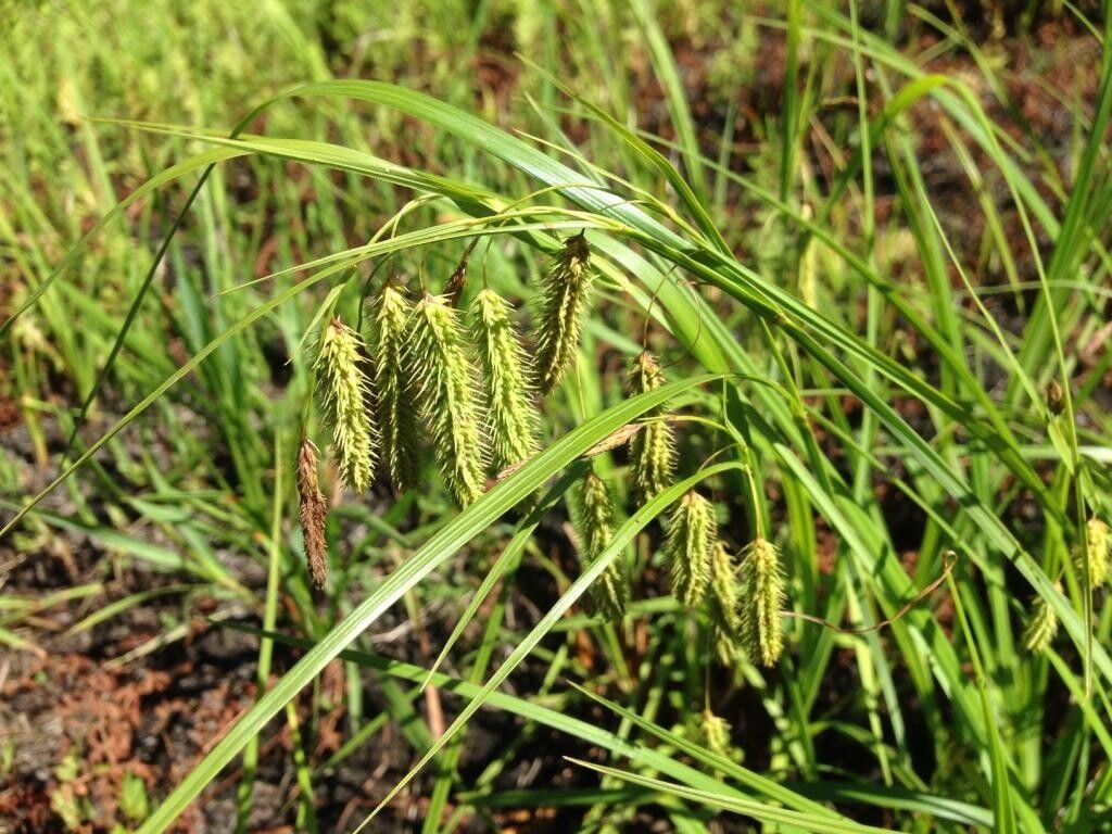 Carex rhodesiaca fruit