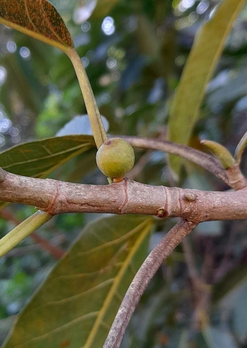 Ficus luschnathiana fruit