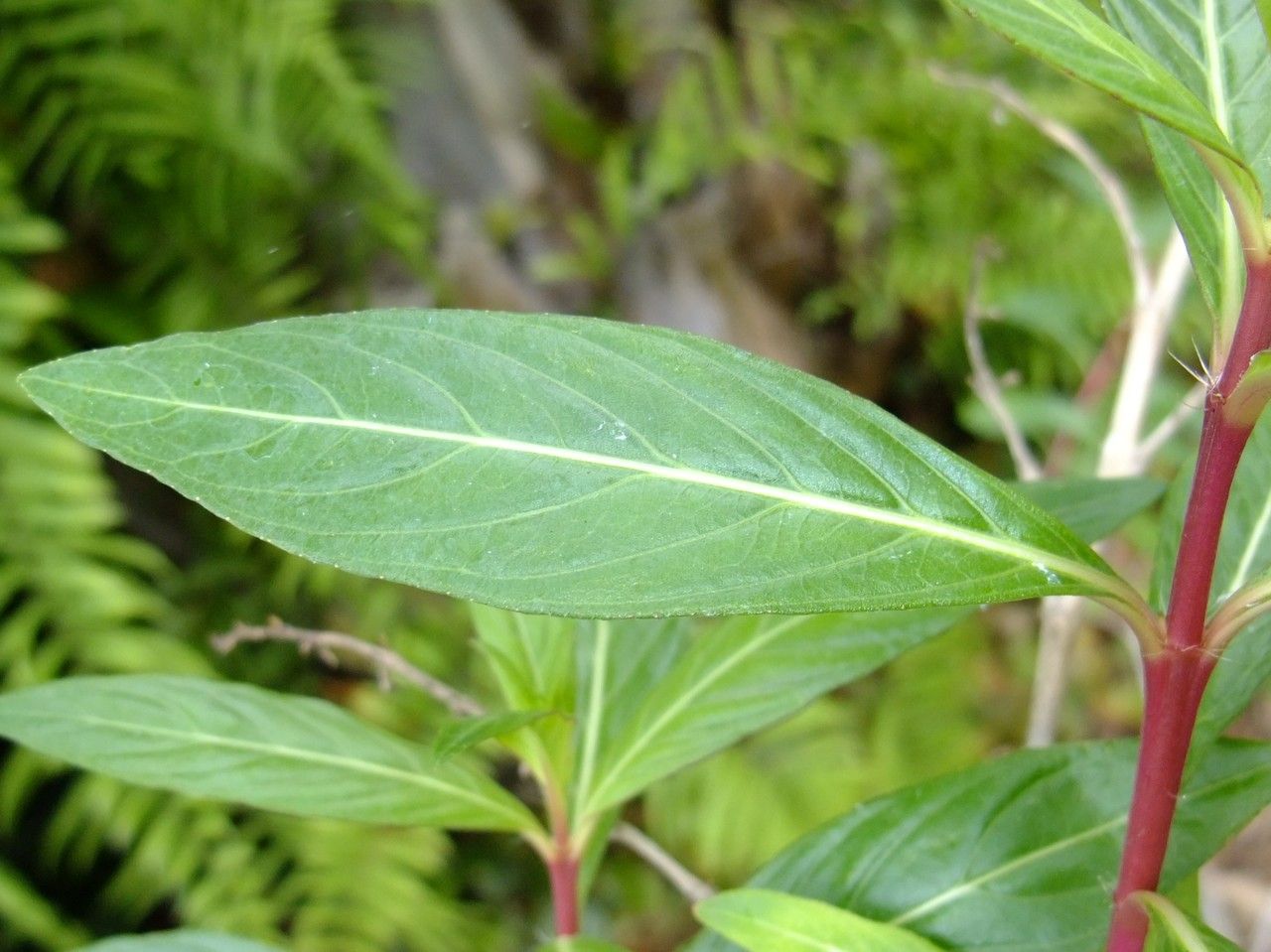 Cuphea jorullensis — search result for 'Cuphea'