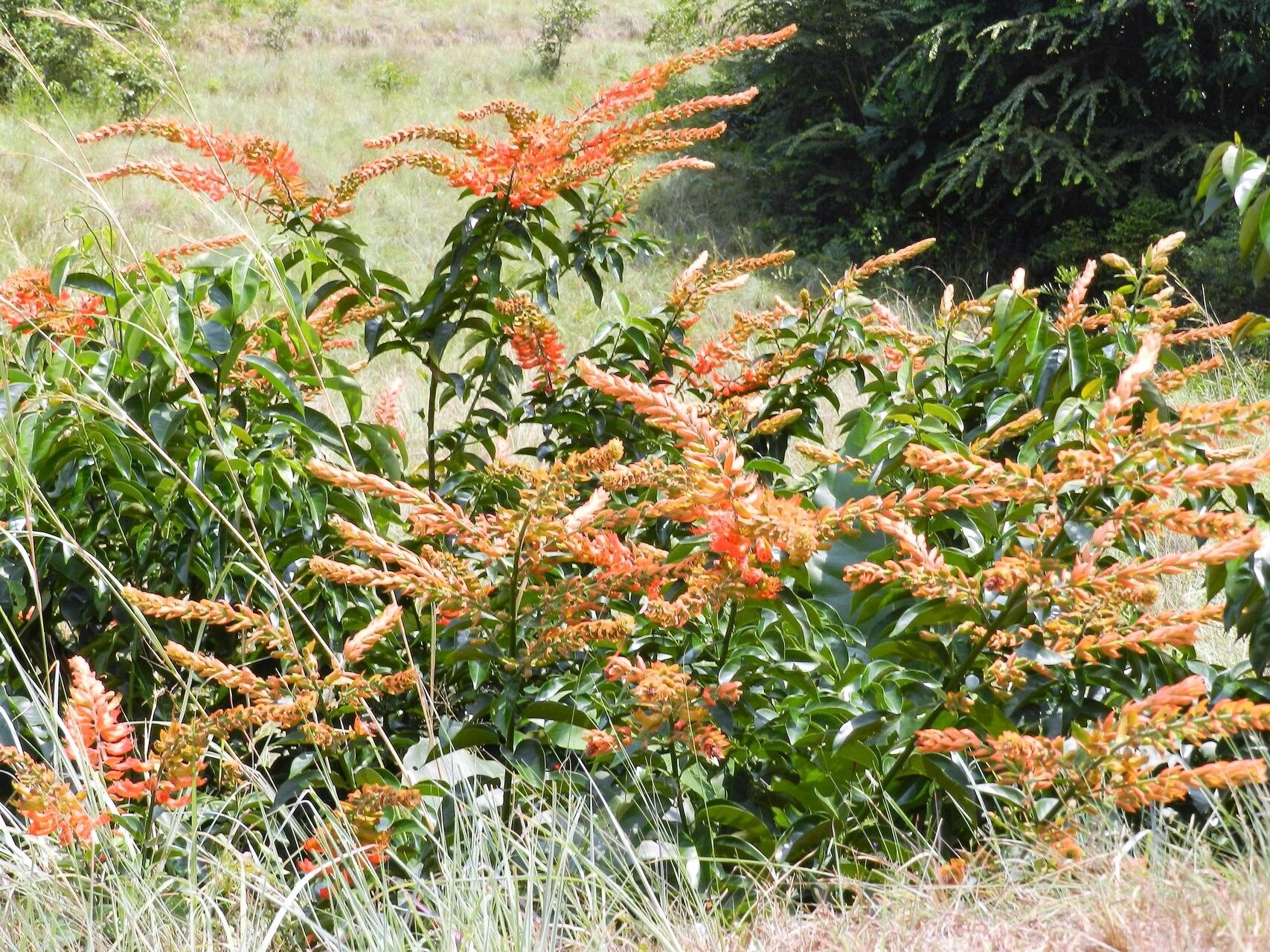 Combretum bracteatum habit