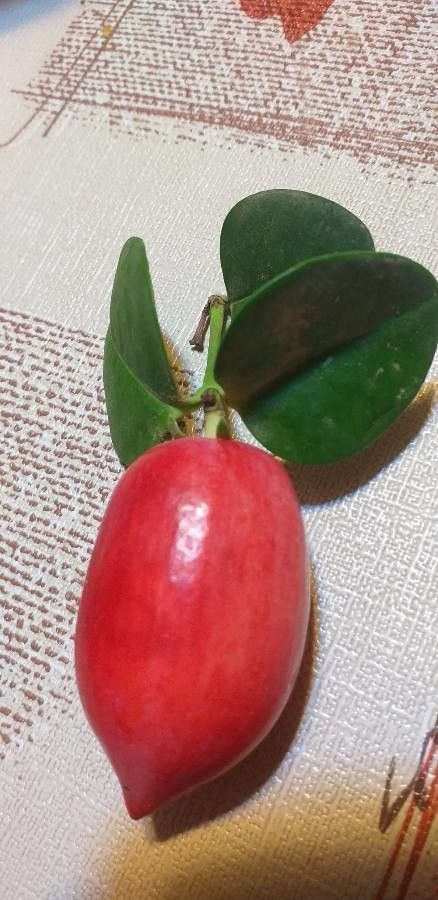 Carissa carandas fruit