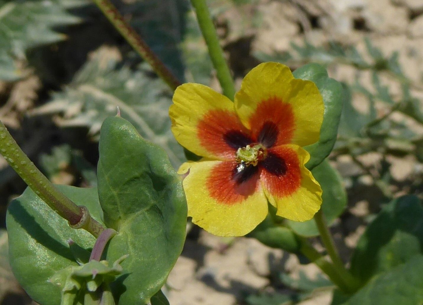 Glaucium elegans flower
