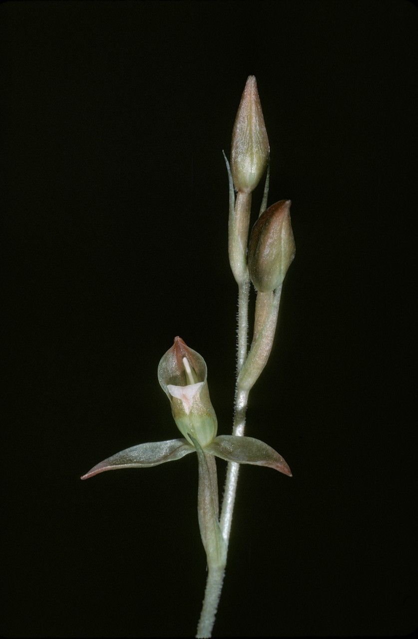 Goodyera viridiflora flower