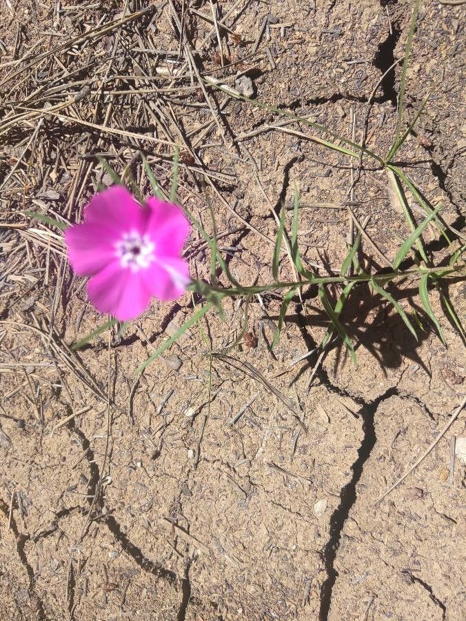 Phlox mesoleuca — search result for 'Phlox'