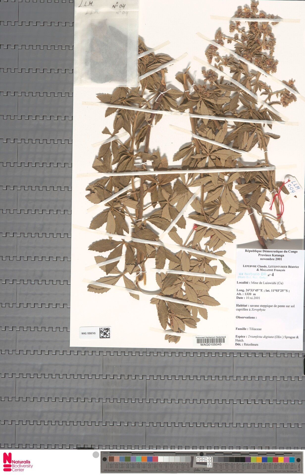 Triumfetta digitata other