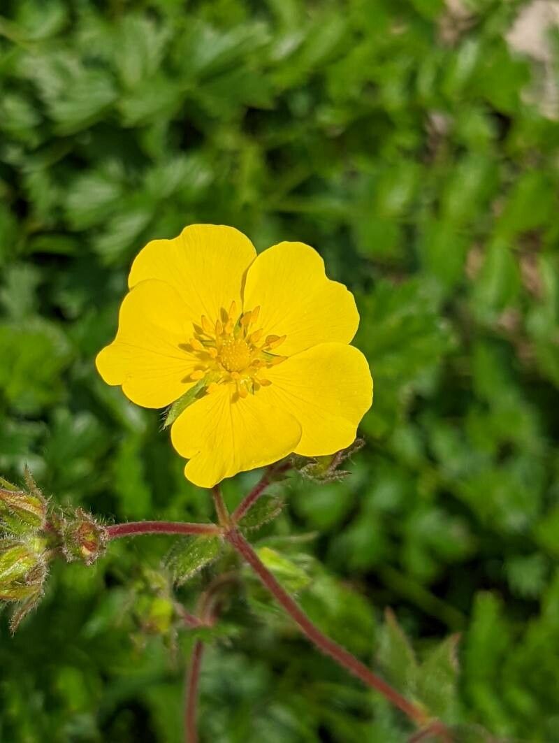 Potentilla visianii flower