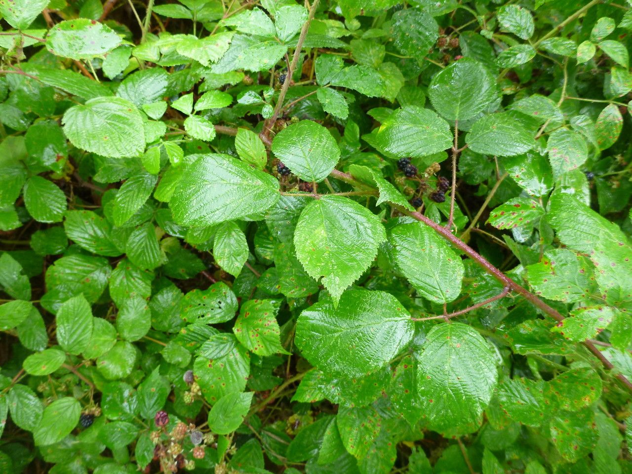 Rubus truncifolius leaf