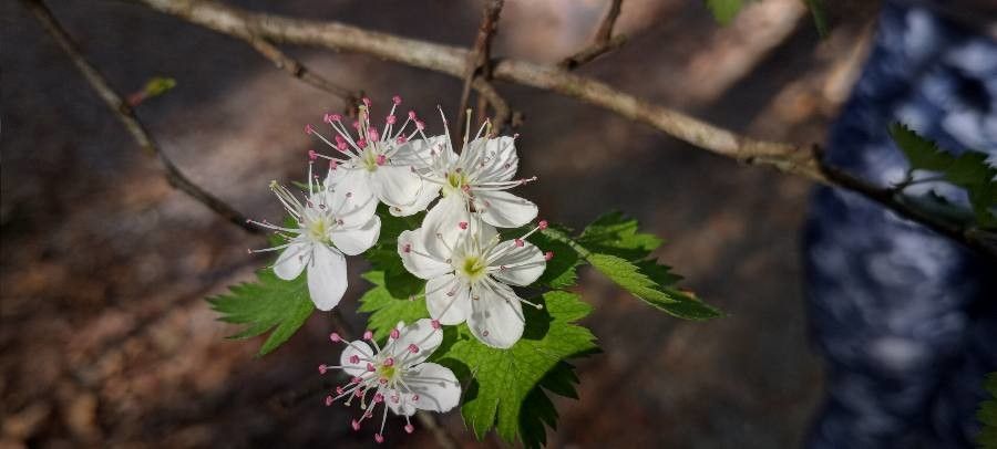 Crataegus marshallii flower