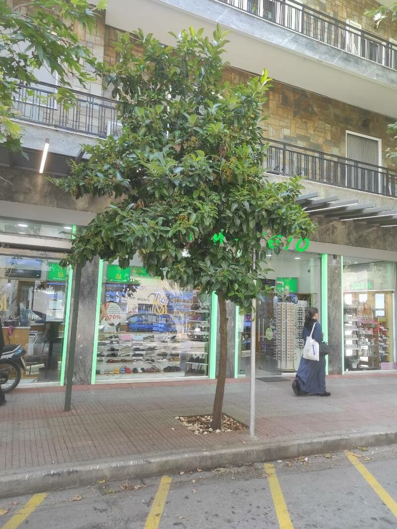 Viburnum × jackii — search result for 'Viburnum'