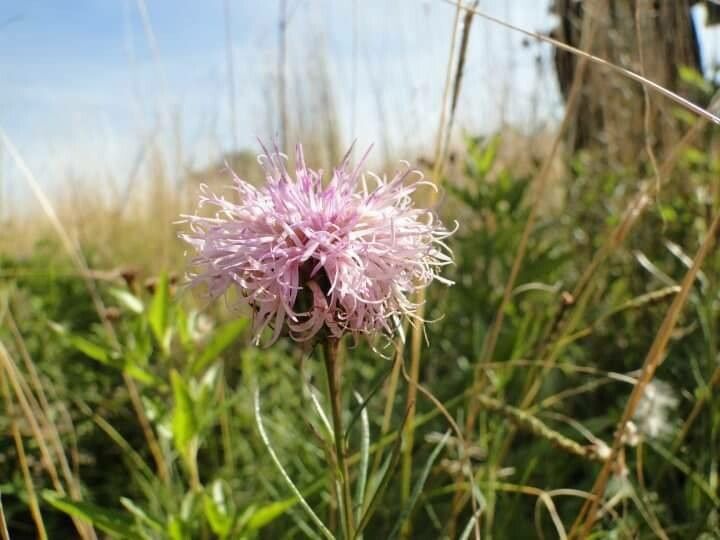 Cheirolophus arbutifolius flower