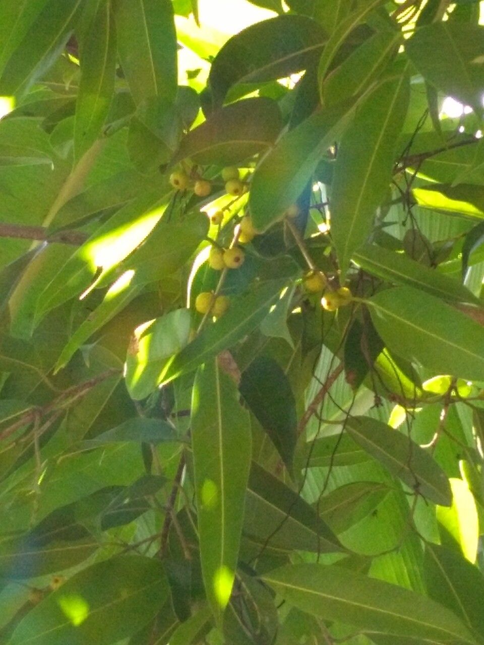Ficus stenophylla fruit