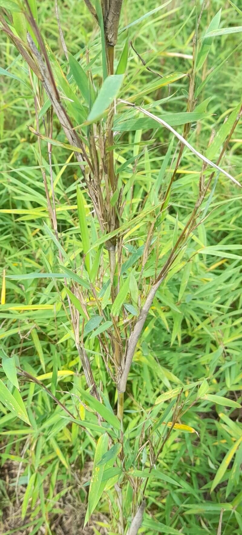 Yushania violascens bark