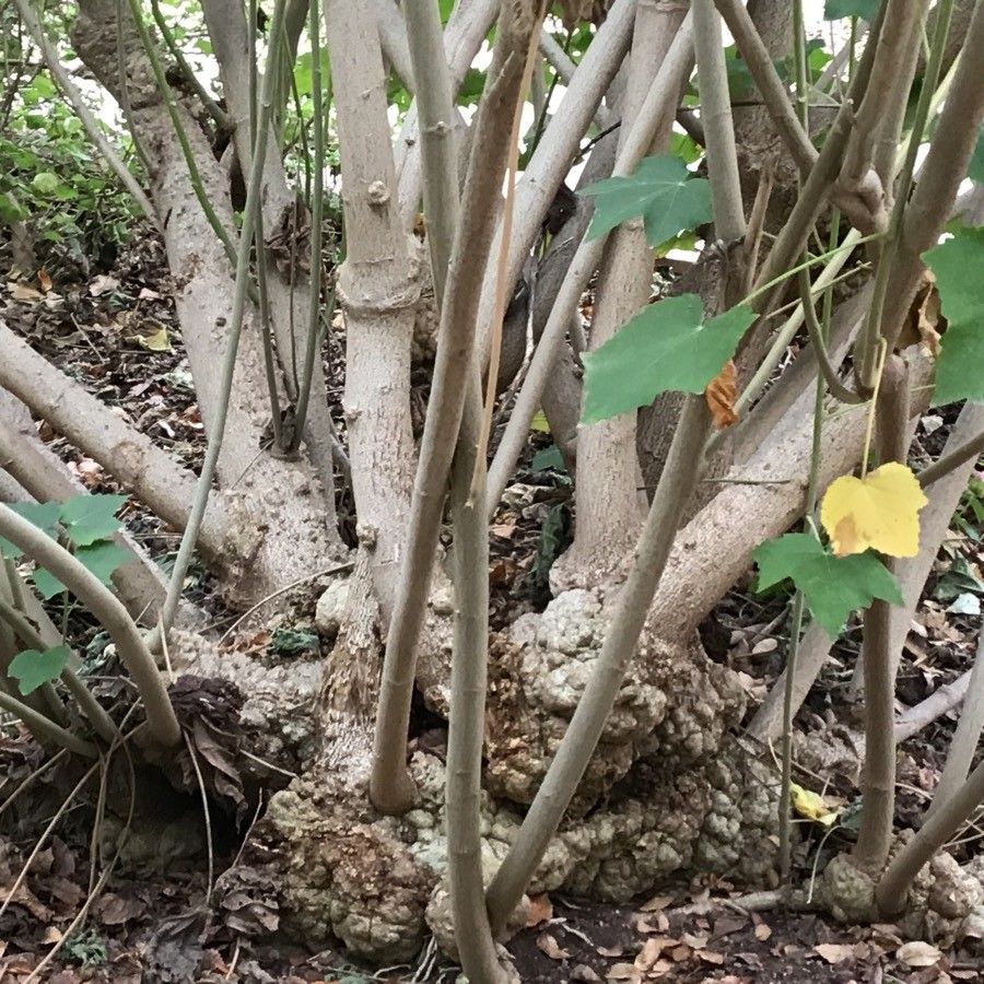 Phymosia umbellata bark