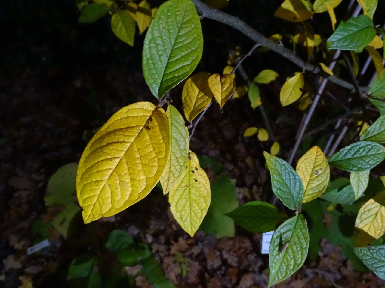Cotoneaster ogisui leaf