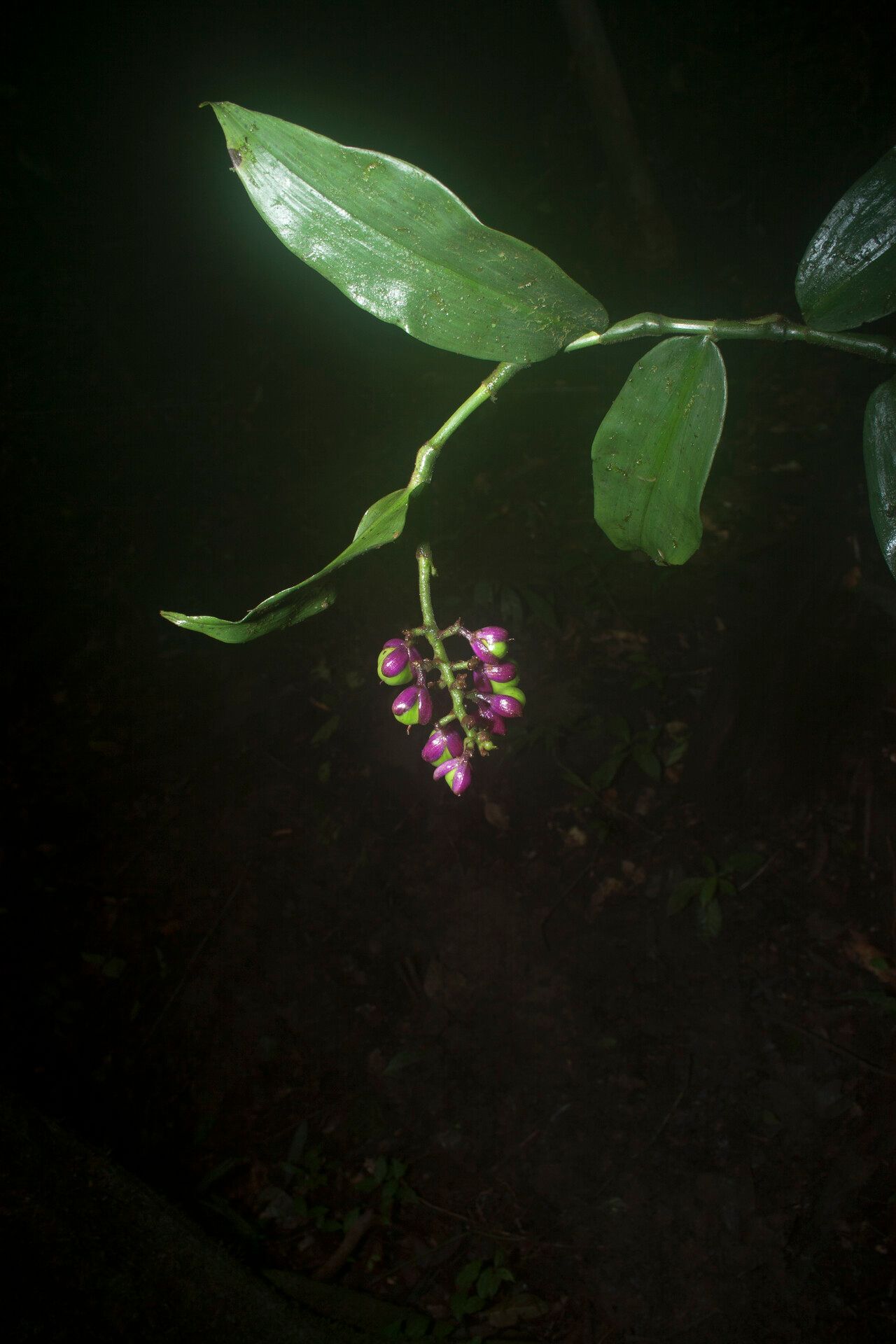 Commelina rufipes fruit