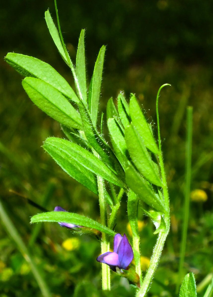 Vicia lathyroides leaf