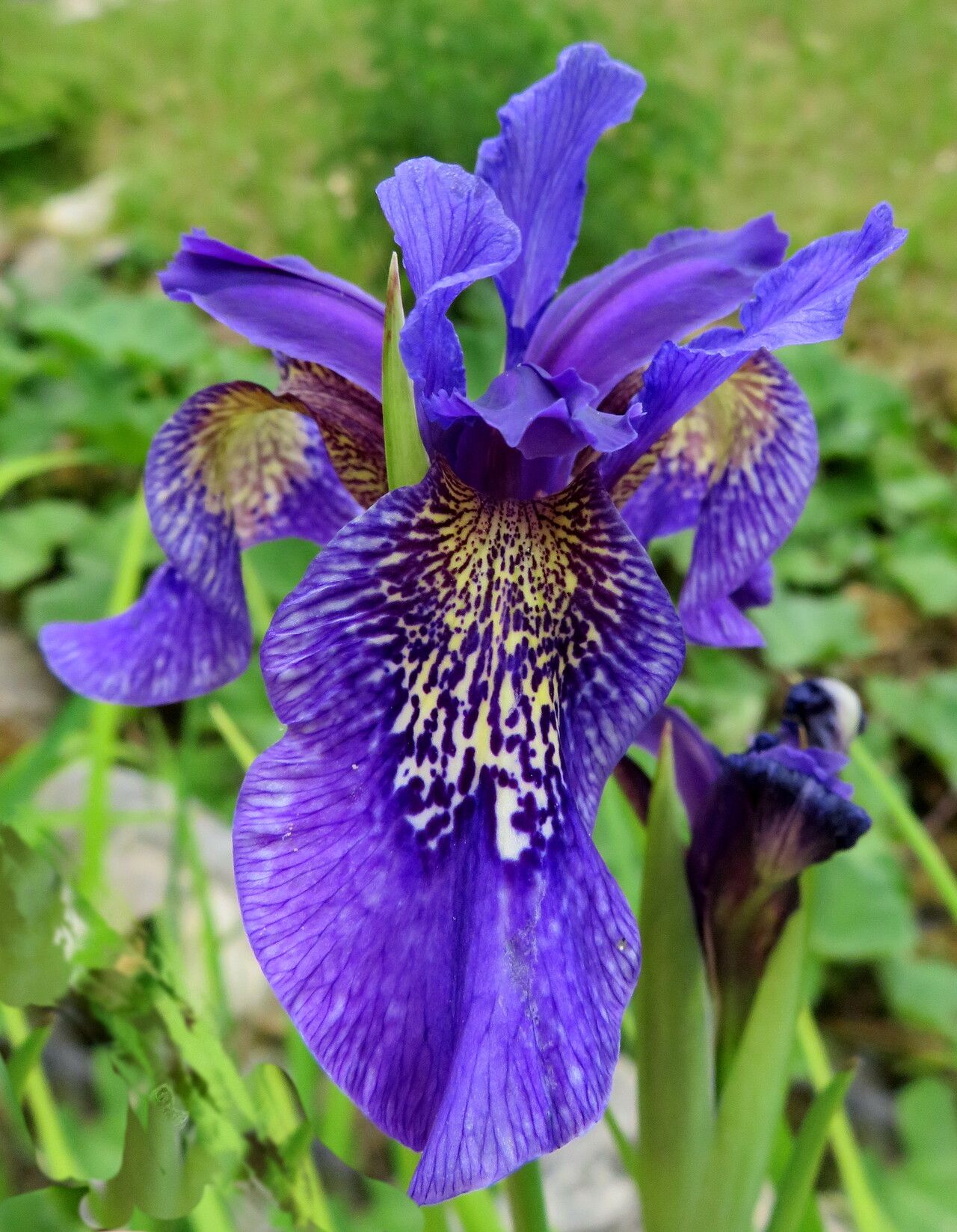 Iris longipetala — houseplant care guide