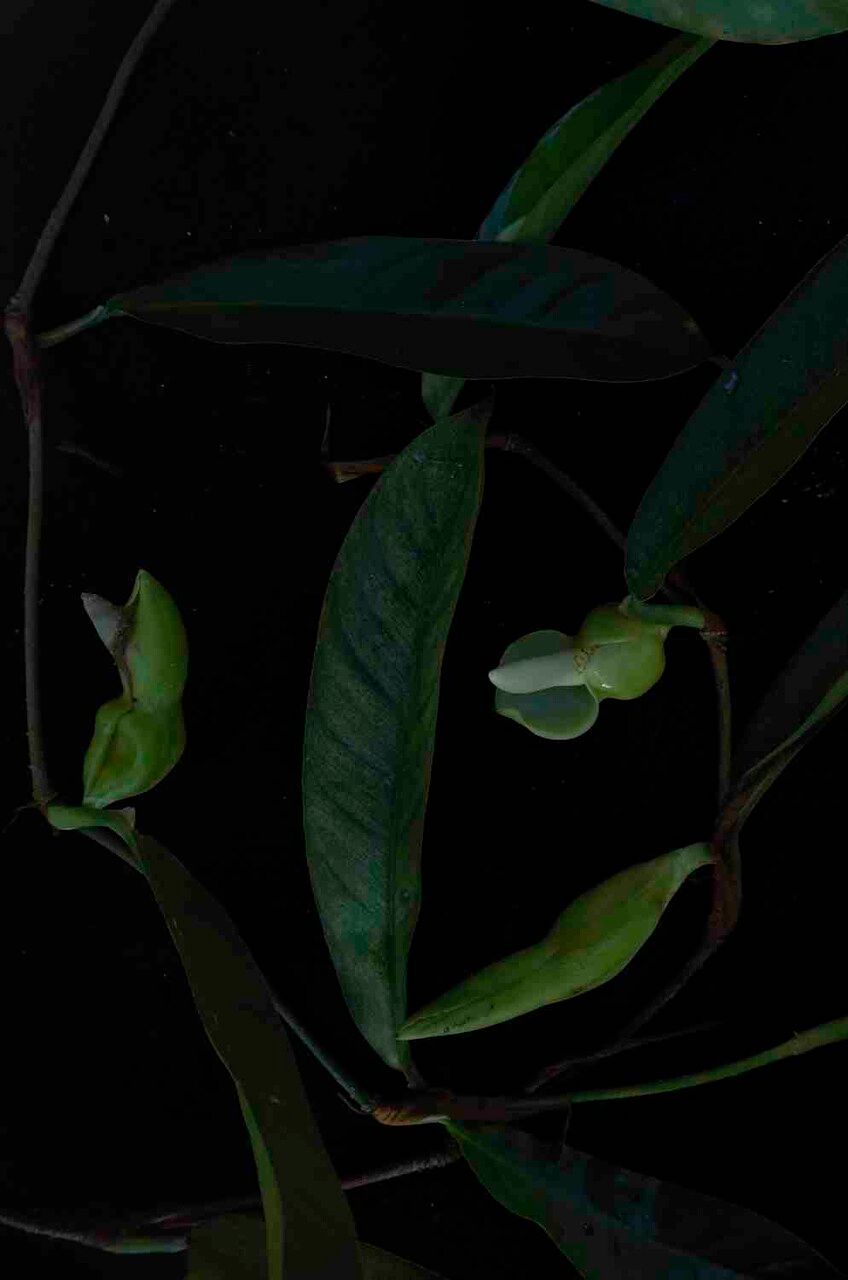 Philodendron surinamense flower