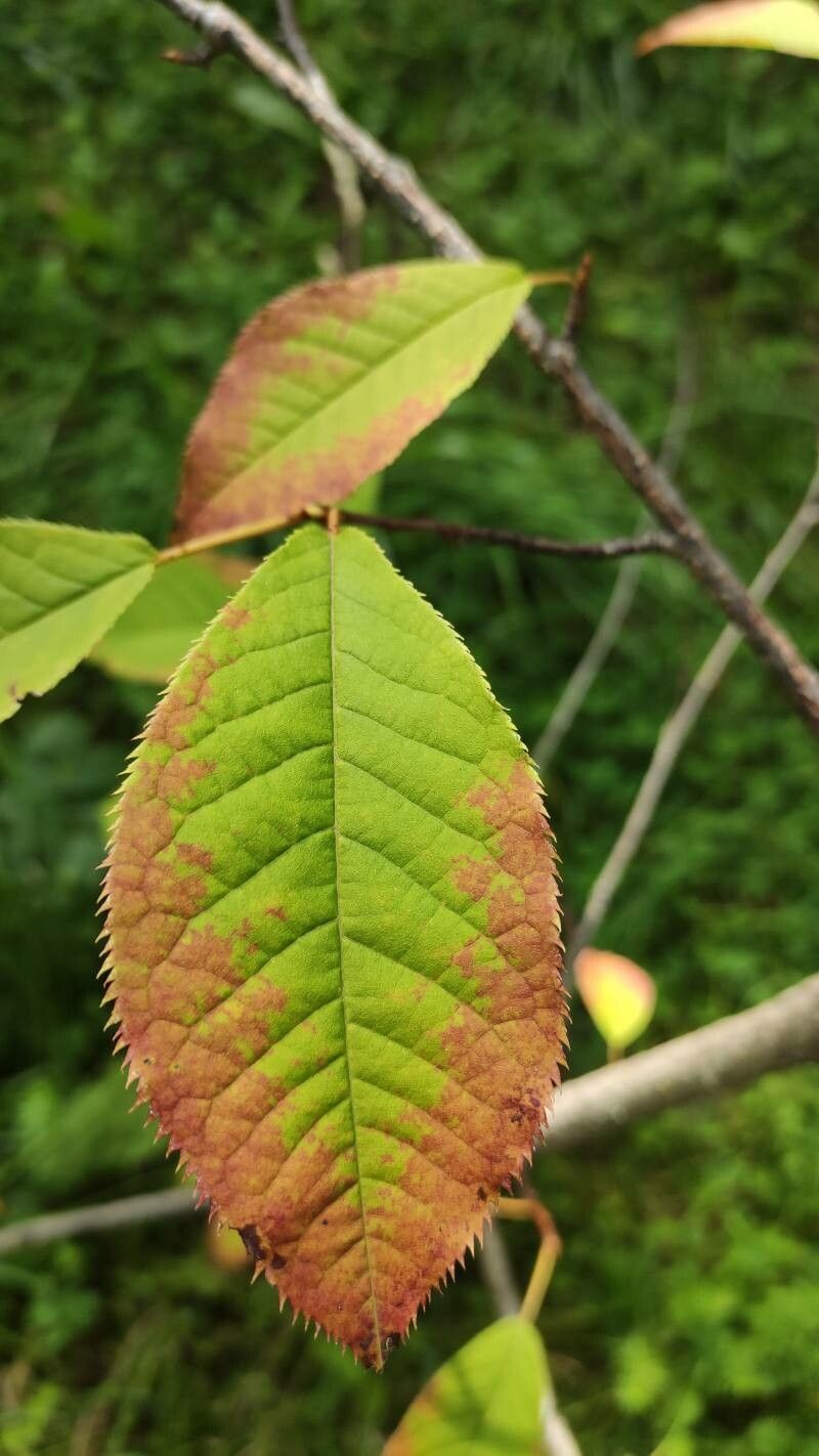 Prunus ssiori leaf