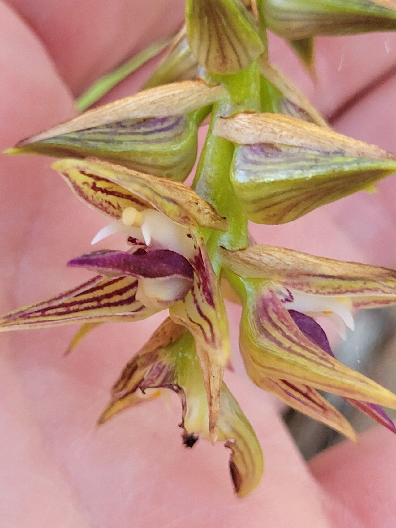 Bulbophyllum brevipetalum flower