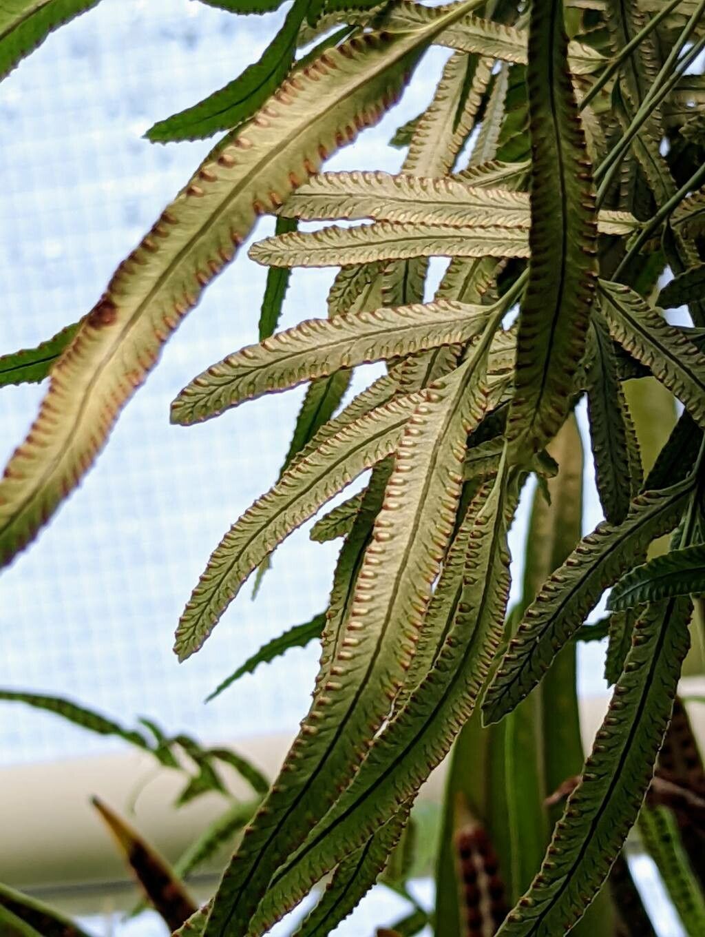 Davallia pentaphylla fruit