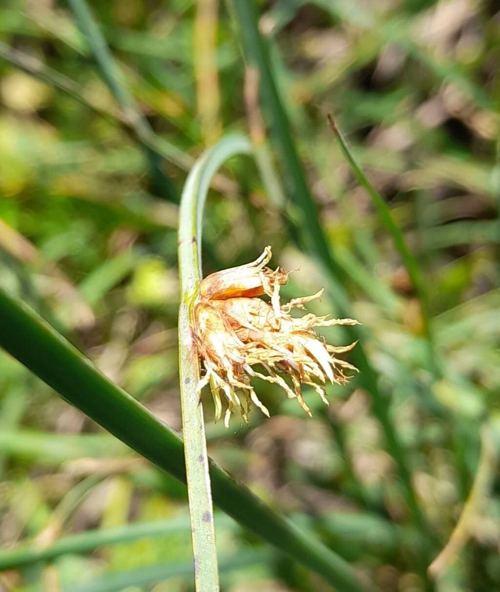 Schoenoplectus americanus flower