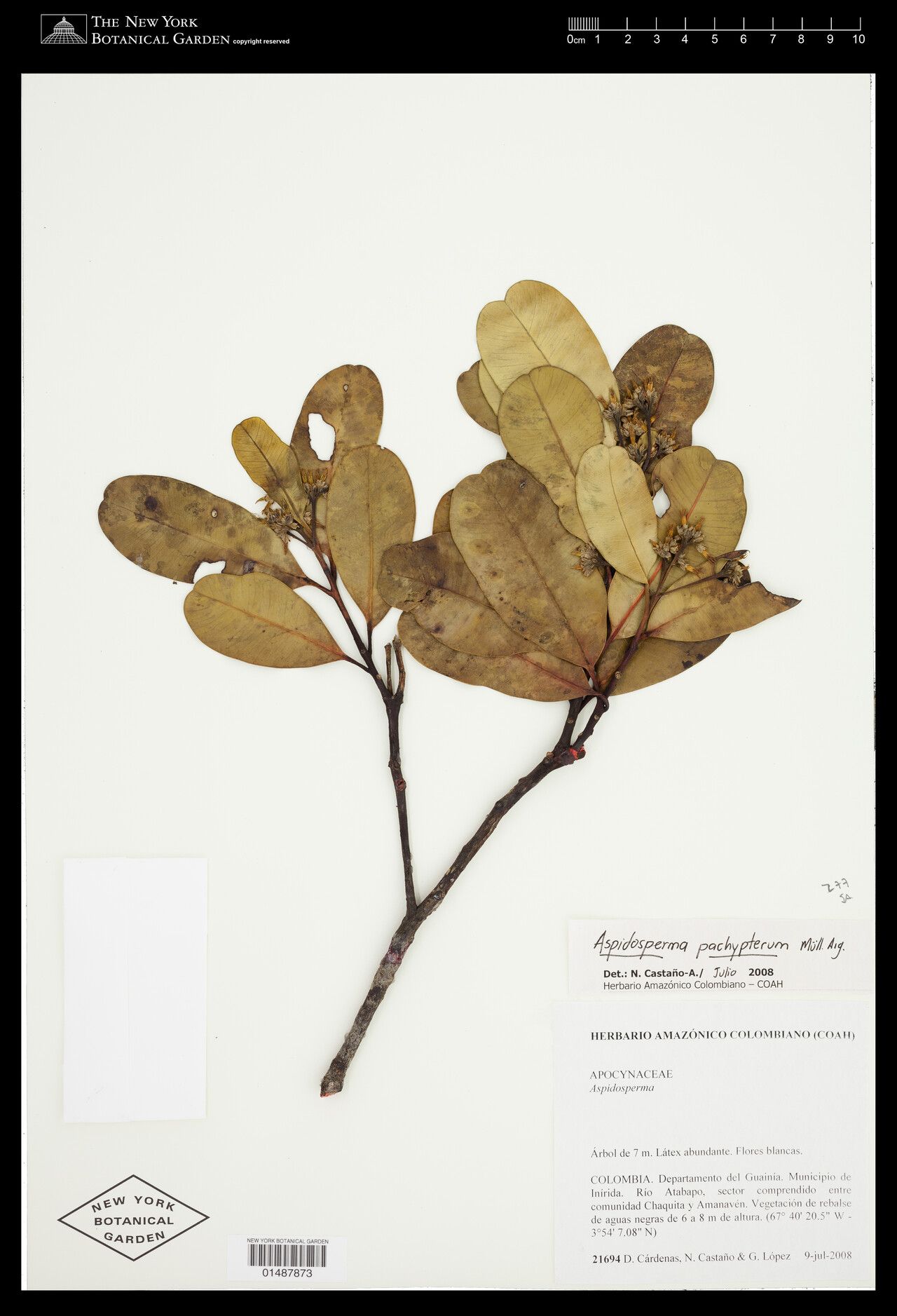 Aspidosperma pachypterum — houseplant care guide