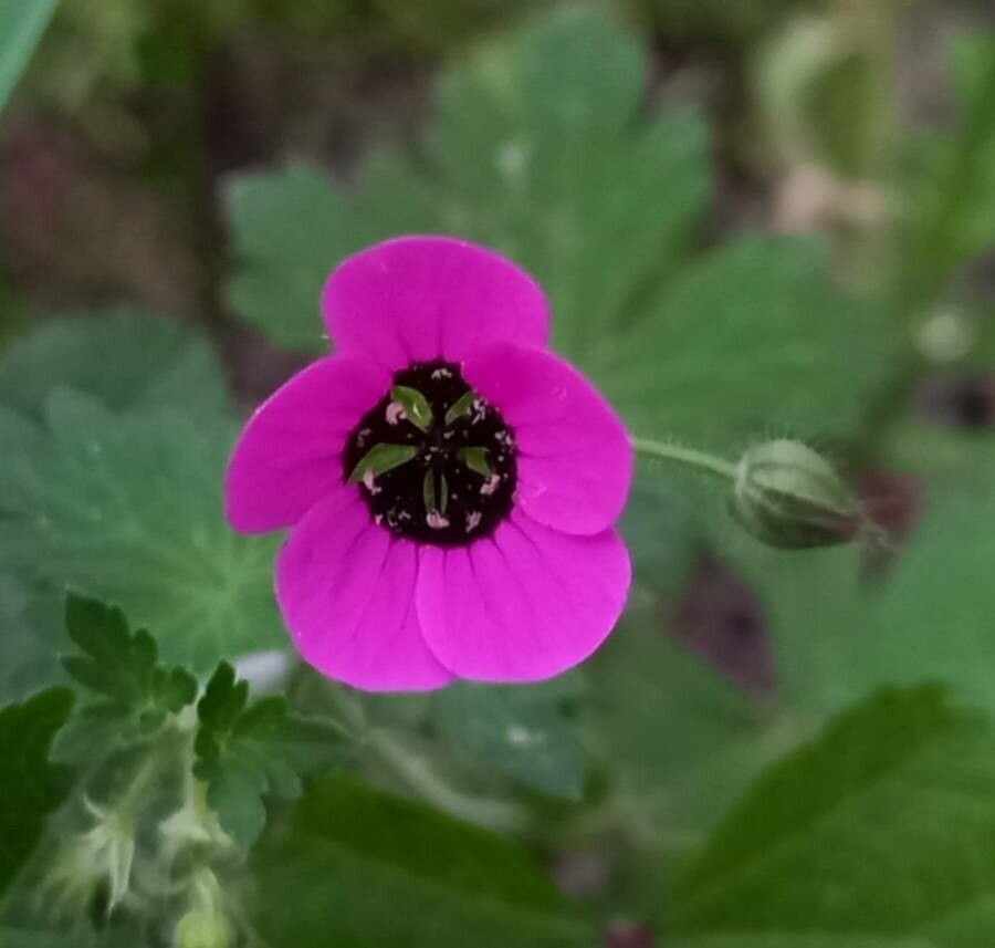 Geranium ocellatum flower