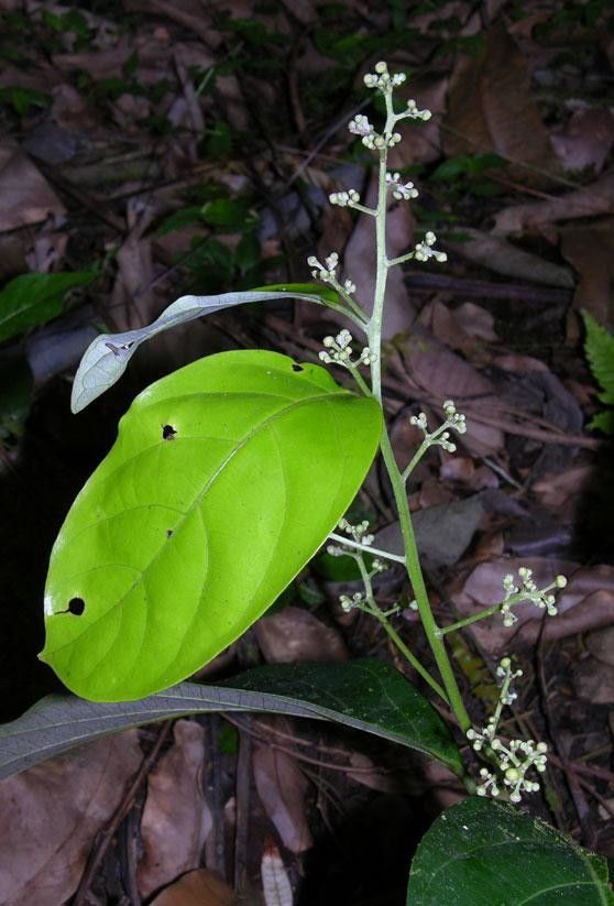 Nectandra hypoleuca — search result for 'Nectandra'