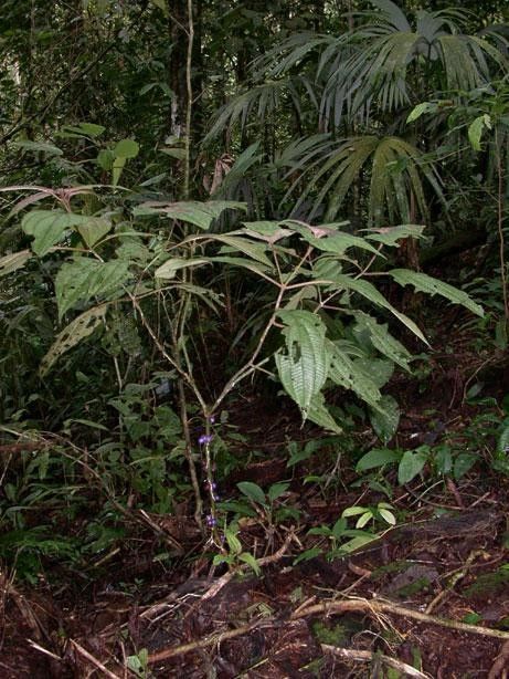 Clidemia septuplinervia habit