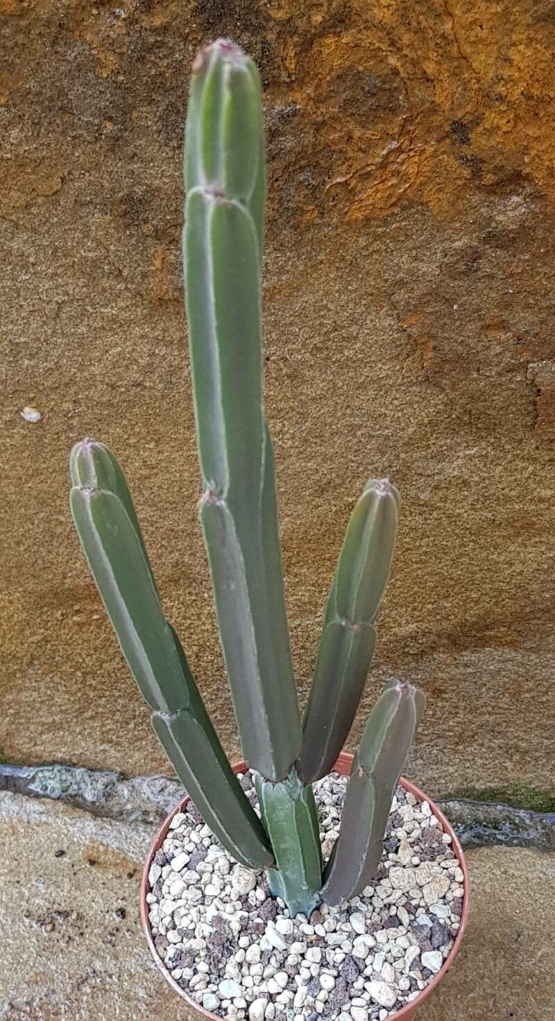 Euphorbia sipolisii — houseplant care guide