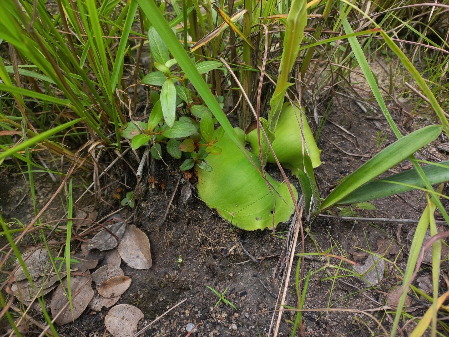 Habenaria lindblomii — houseplant care guide