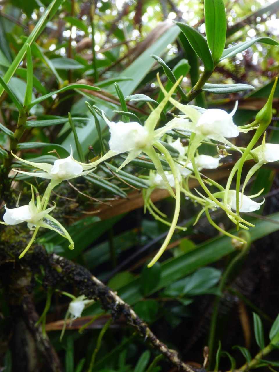 Angraecum expansum flower