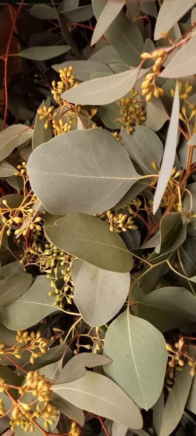 Eucalyptus polyanthemos