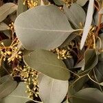 Eucalyptus polyanthemos