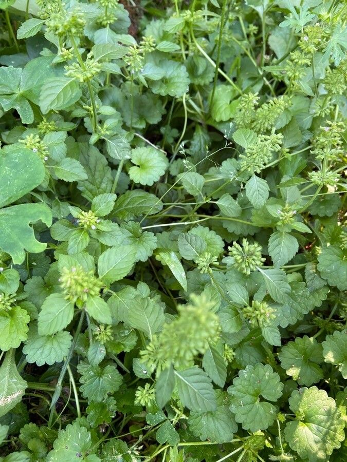 Clinopodium gracile leaf