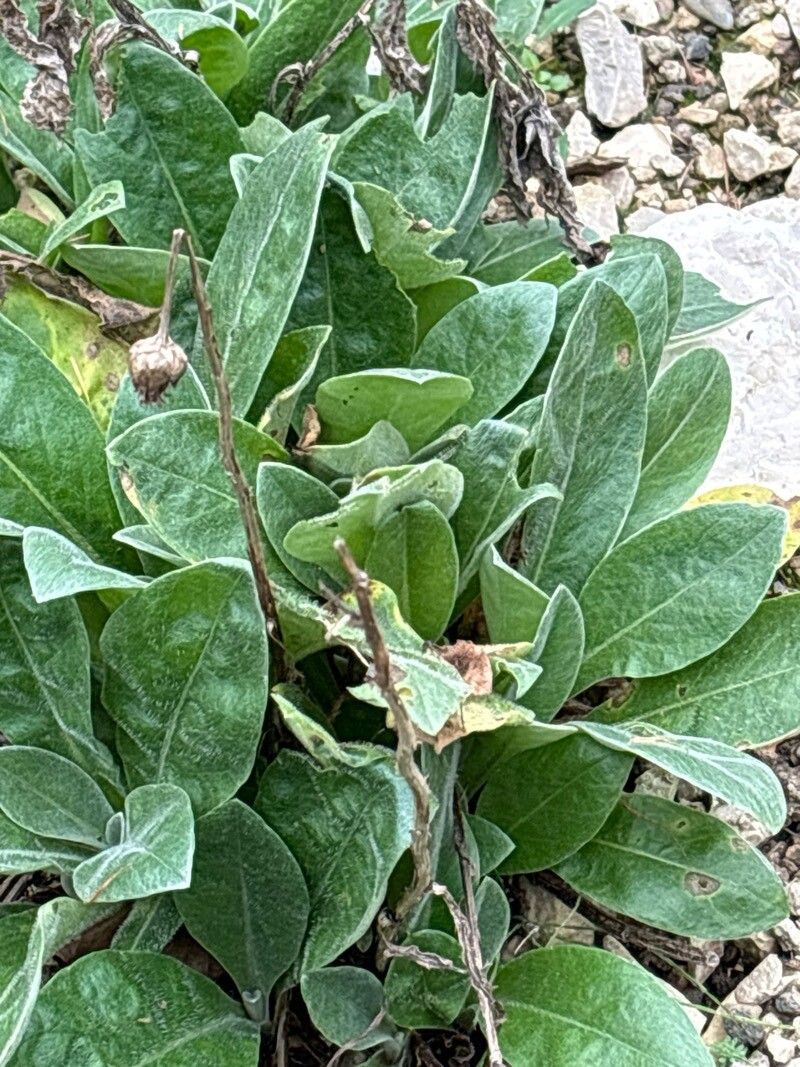 Centaurea valesiaca — houseplant care guide