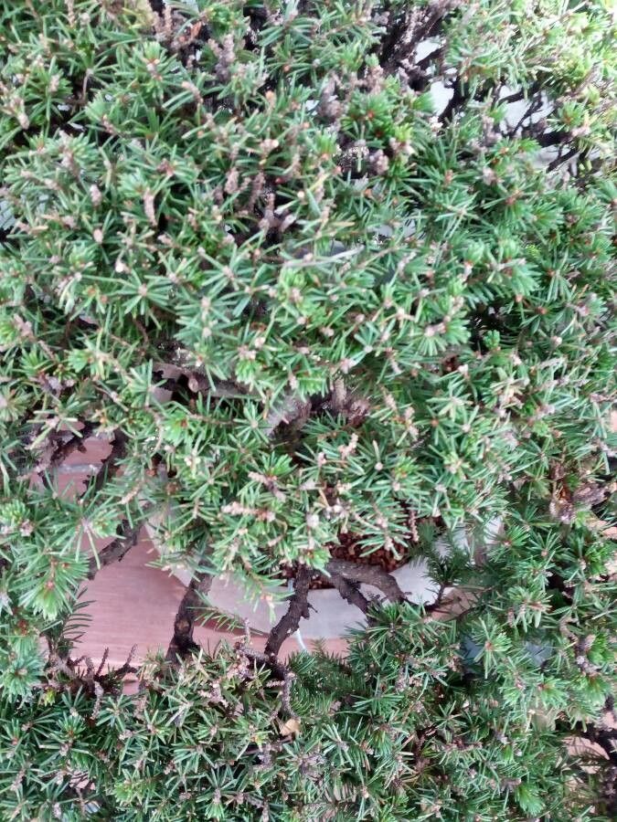 Picea glehnii — search result for 'Pinaceae'