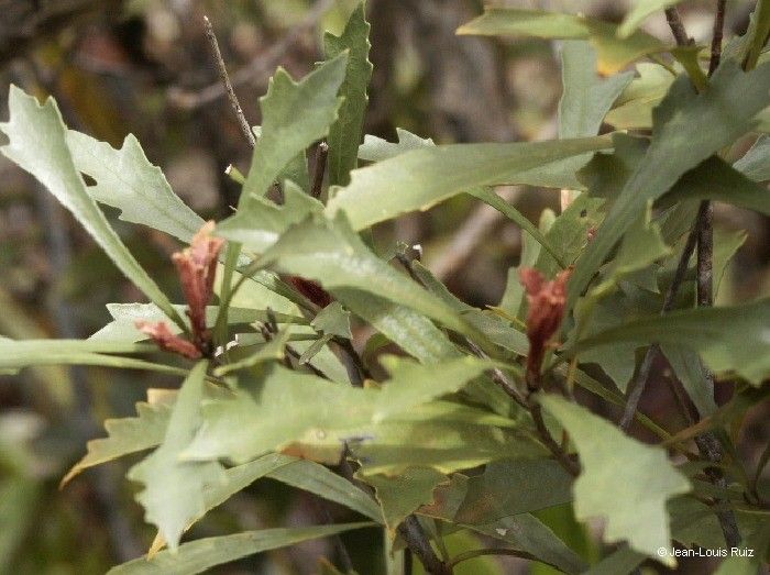 Pittosporum kaalense habit