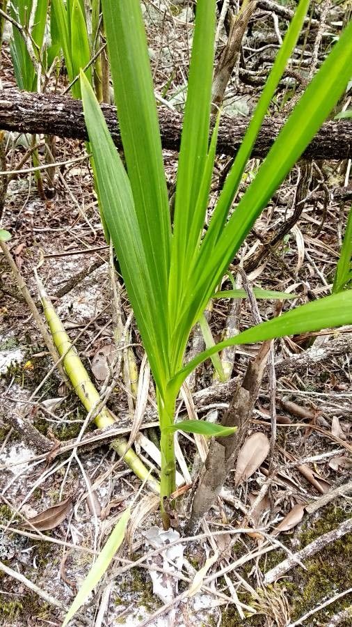Cyrtopodium palmifrons — related species from the same genus