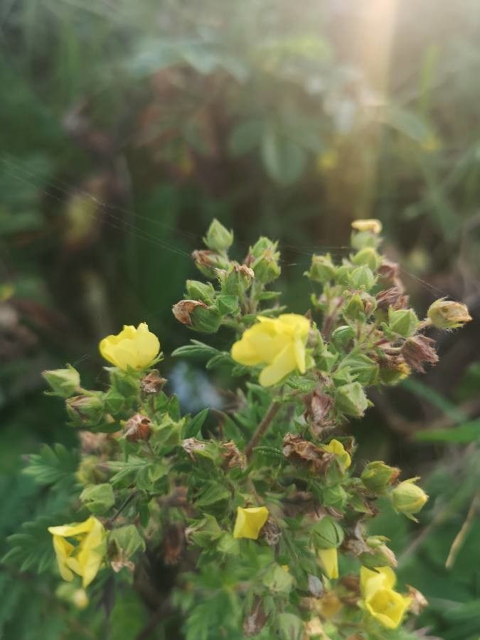 Emmenanthe penduliflora flower